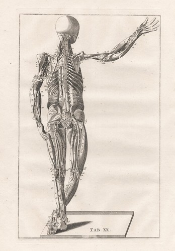 Scheletro umano muscoli - umano,