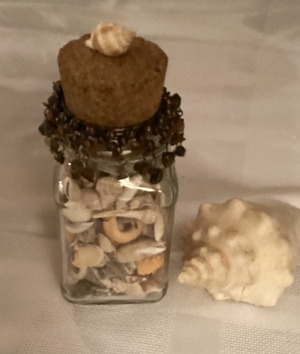 Sanibel conchiglie mare in - sanibel,