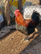 Copper MARANS Black Roosters 5
