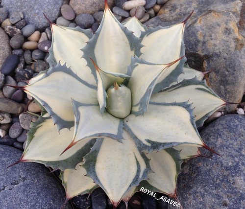 Agave tuxedo mask - agave, mask’