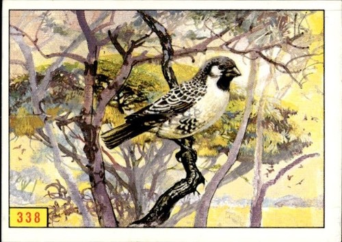 Figurina uccelli panini - figurina,