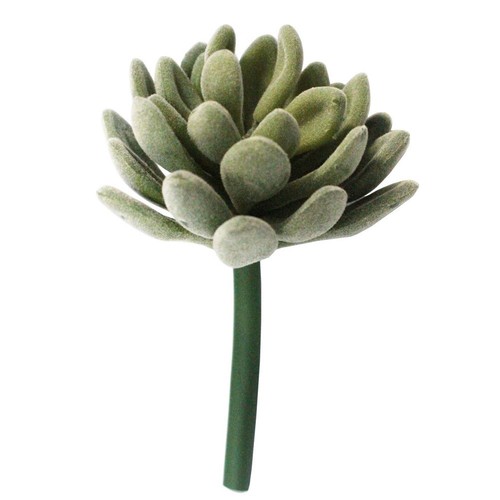 Finte succulente non vaso - succulente,