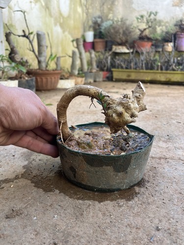 Bonsai olivastro mame - , ,mame