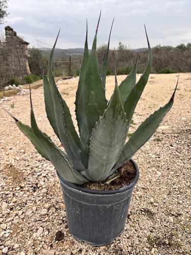 Agave gentryi vaso - gentryi, 30