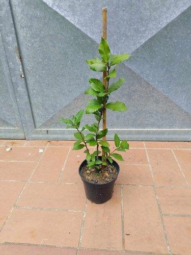Pianta leccio quercus - quercus, in