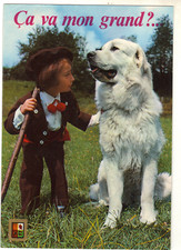 Cane Dei Pirenei - Va Bene Mio