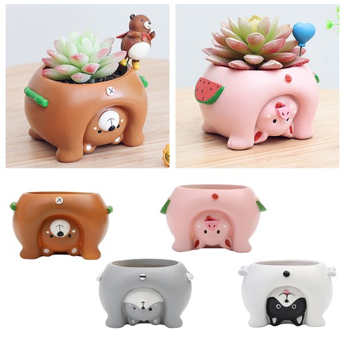 Resina succulente pentole - succulente,