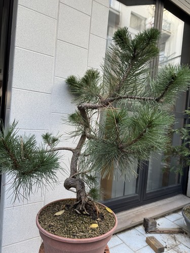 Pino nero bonsai - pino, nigra