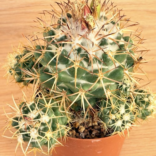 Coryphantha bumamma pot - bumamma,