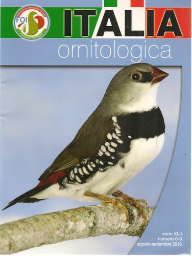 Italia ornitologica agosto - ornitologica,