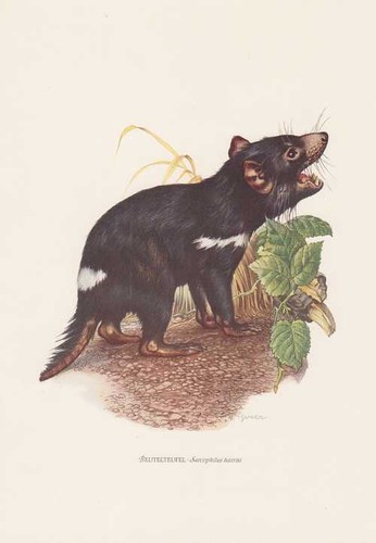 Beutelteufel sarcophilus - beutelteufel,