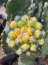 Rara pianta succulenta di cactus Coryphantha elephantidens pianta variegata 5-8 cm