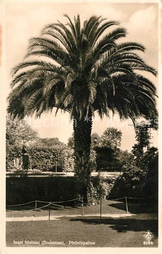 Isola mainau palma - di,