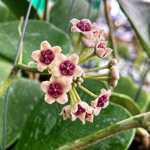 Hoya kerrii splash live - splash, raro