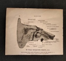 Coppia Stampe Anatomiche Vintage Antiquariato Medico Anatomia