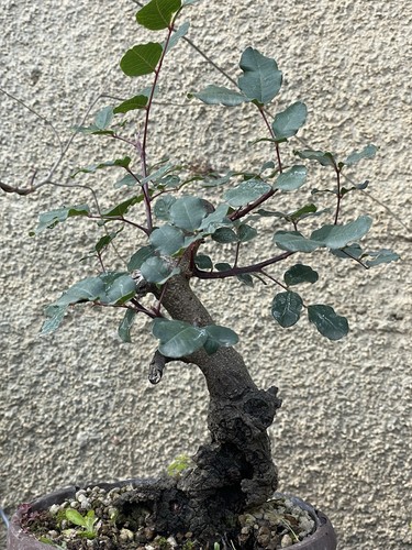 Futuro shoin bonsai - bonsai, carrubo