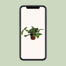 Maranta Leuconeura Fascinator