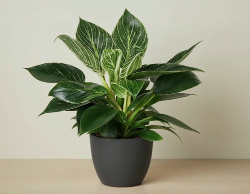 Philodendron birkin pianta - philodendron,