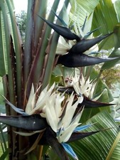 AL 929XT Strelitzia Nicolai