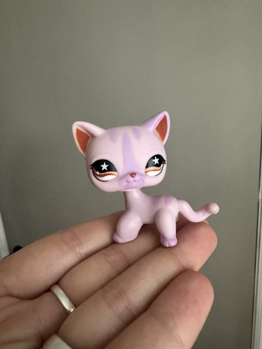 Autentico gatto pelo corto - autentico, a