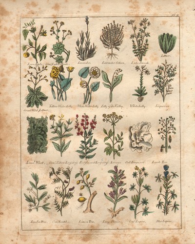 1810 print culpepers herbal - print,