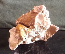 VERE CONCHIGLIE MARINE SU