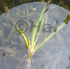 Vallisneria gigantea - pianta acquatica da laghetto, mastello tinozza o acquario