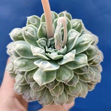 Echeveria hyalina - echeveria, "hyalina