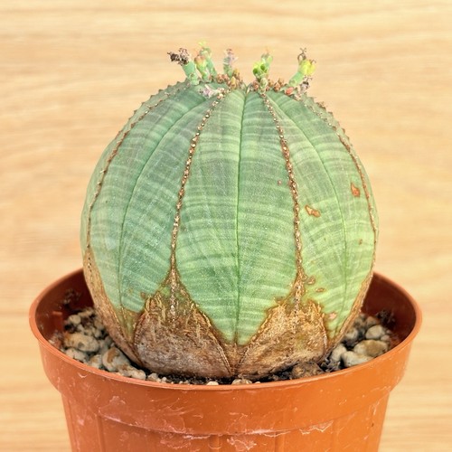 Euphorbia obesa pot 8cm - obesa,