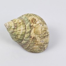 Conchiglia Marina Vintage