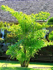 PALMA CODA DI PESCE caryota mitis esotica rara palma palme semi ornamentali 10 semi