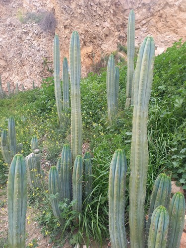 Peruvian torch cm - torch, 50