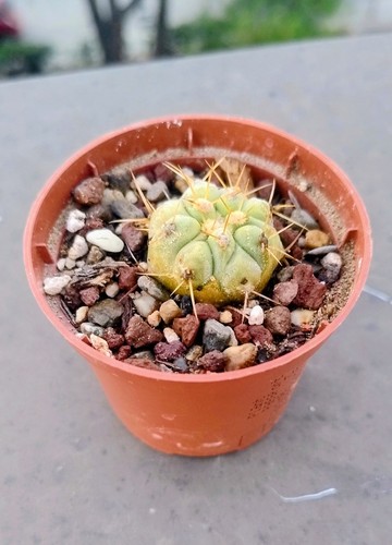 Copiapoa cinerea rap 001 - cinerea(rap,