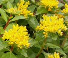 200 Semi Phedimus Aizoon