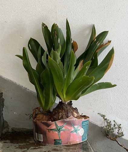 Pianta scilla marittima totale - pianta,