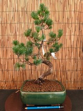Bonsai di Pino Pentaphilla h