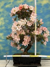 Joe Bonsai Rarità " Suijin "