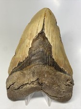Dente di squalo megalodonte