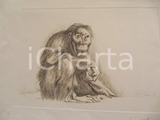 1980 giovanni cappelli - cappelli, scimmia