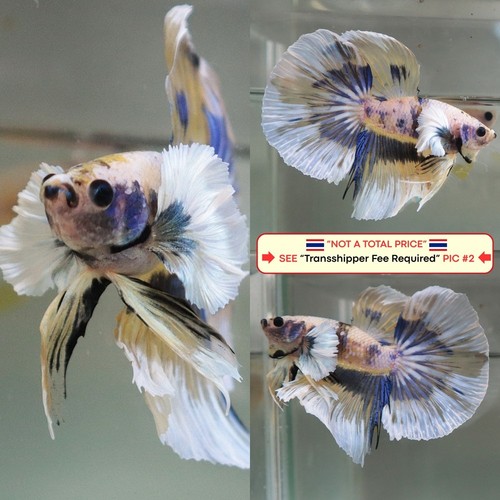 Live betta fish - live,