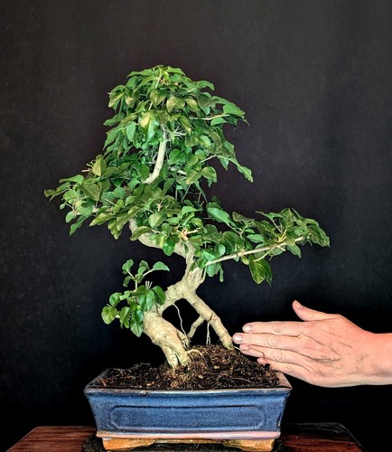 Bonsai ligustro cinese - bonsai,