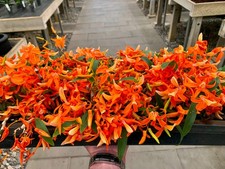 Dendrobium Species 'Super