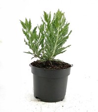 Perovskia Salvia Russa |