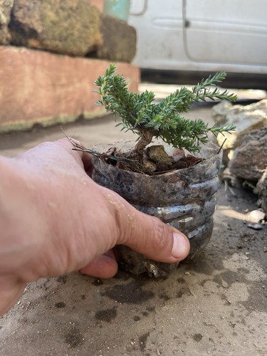 Bonsai timo mame - bonsai, pianta