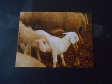 FIGURINA IL GRANDE ALBUM DEGLI