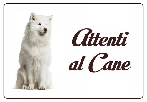 Samoiedo targa attenti cane - attenti, al