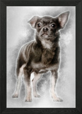 Chihuahua 1 anno stand