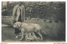 AZLP1-0078-ANIMAUX - Cane Dei