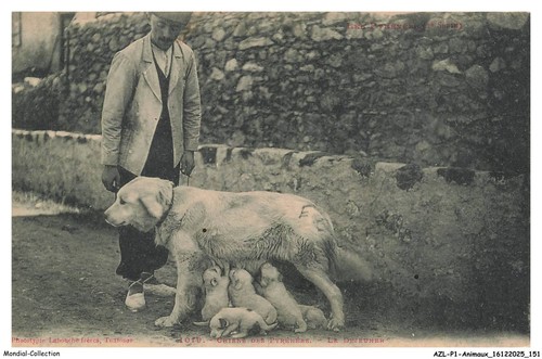 Azlp1 0078 animaux cane - azlp1-0078-animaux,