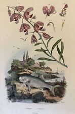INCISIONE PESCE GATTO CAT FISH POLIGALA E. GUERIN 1839 ITTIOLOGIA PESCI FISHES